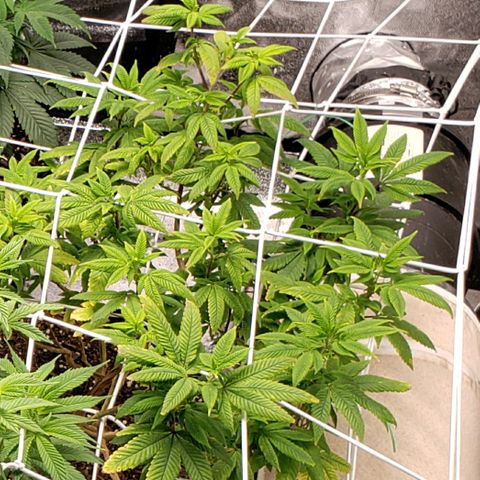 GG4 #1 Righty growlog timeline photo