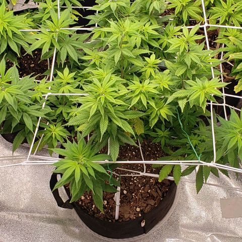 WW #1 Front growlog timeline photo