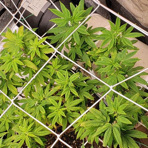 GG4 #1 Righty growlog timeline photo