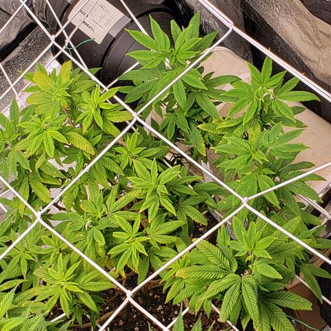 GG4 #1 Righty growlog timeline photo