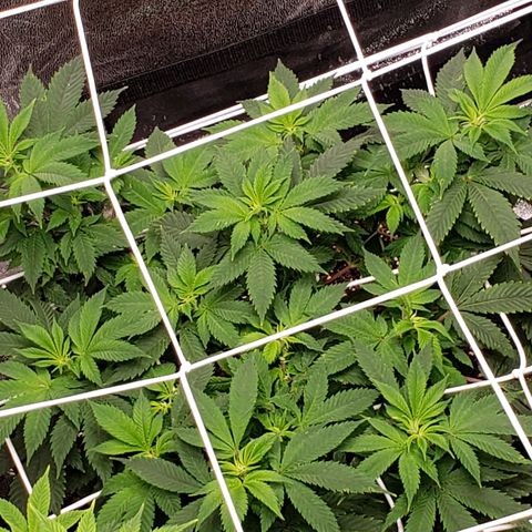 WW #2 Back growlog timeline photo