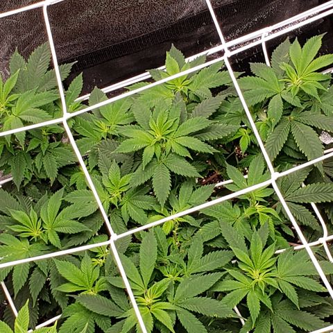 WW #2 Back growlog timeline photo