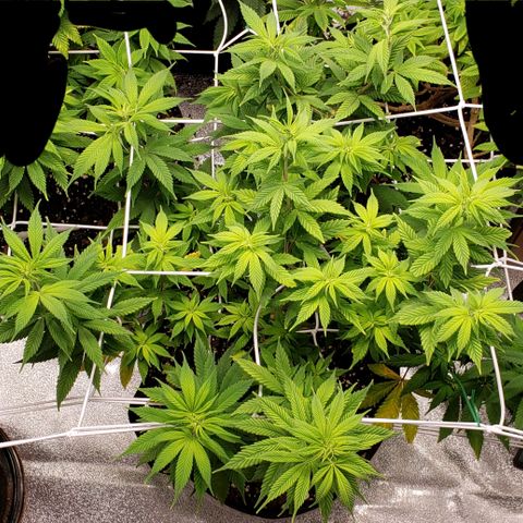 WW #1 Front growlog timeline photo