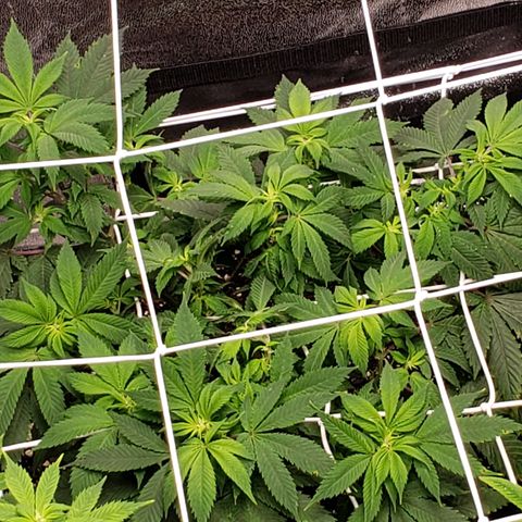 WW #2 Back growlog timeline photo