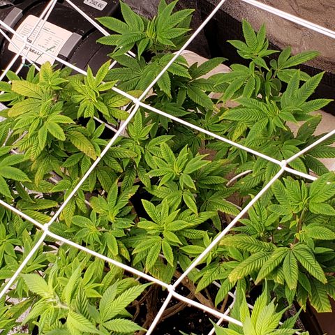 GG4 #1 Righty growlog timeline photo