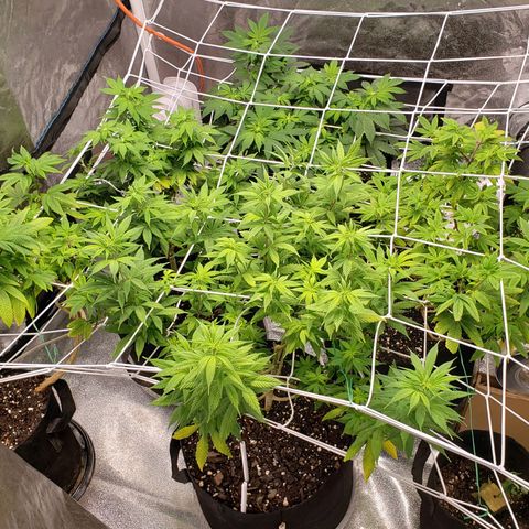 WW #1 Front growlog timeline photo