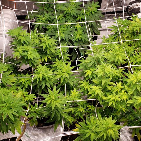 WW #1 Front growlog timeline photo