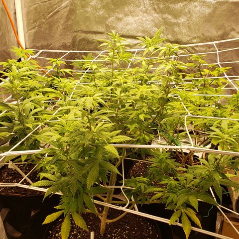 WW #1 Front growlog timeline photo