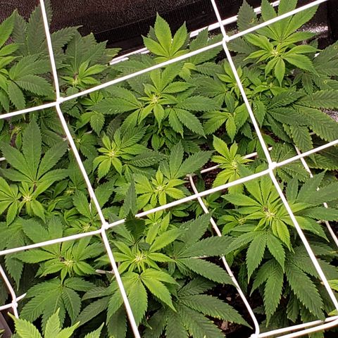 WW #2 Back growlog timeline photo