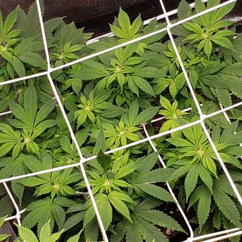 WW #2 Back growlog timeline photo