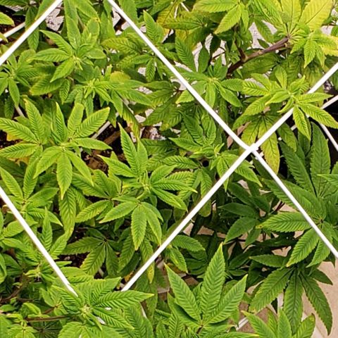 GG4 #1 Righty growlog timeline photo
