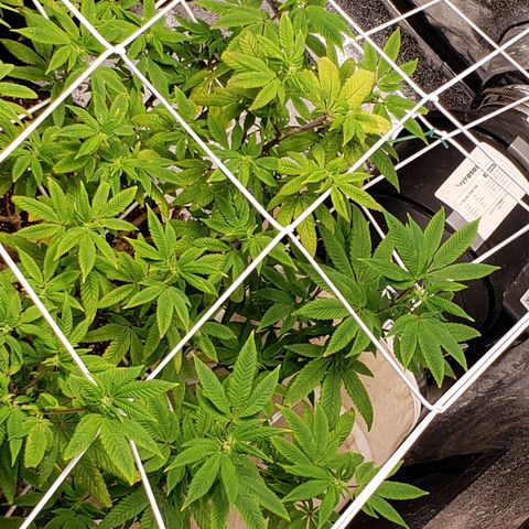 GG4 #1 Righty growlog timeline photo