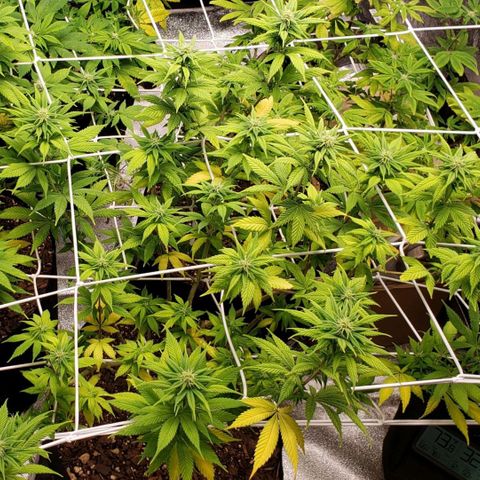 WW #1 Front growlog timeline photo