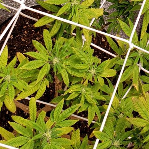 GG4 #1 Righty growlog timeline photo