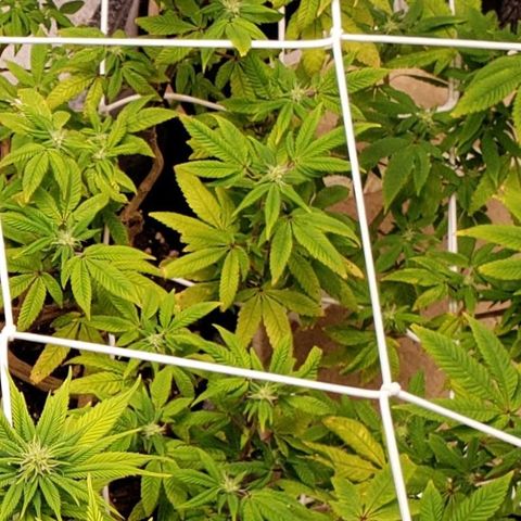 GG4 #1 Righty growlog timeline photo