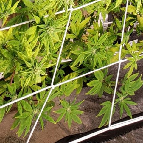 GG4 #1 Righty growlog timeline photo