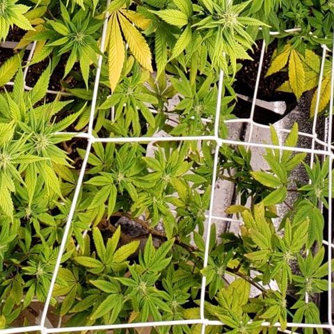 GG4 #1 Righty growlog timeline photo