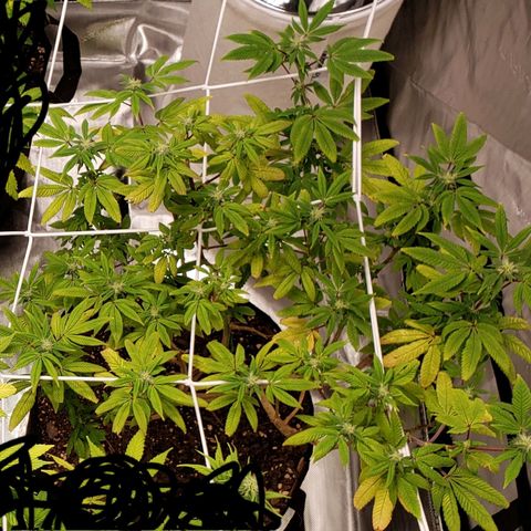 GG4 #1 Righty growlog timeline photo