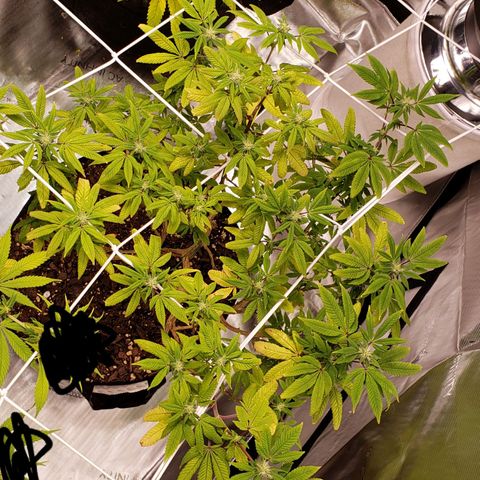 GG4 #1 Righty growlog timeline photo
