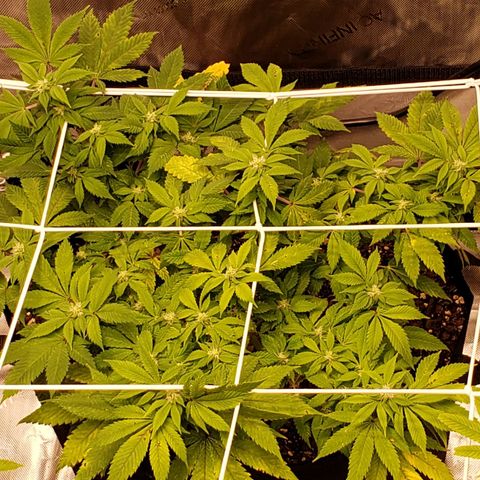 WW #2 Back growlog timeline photo