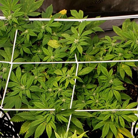 WW #2 Back growlog timeline photo
