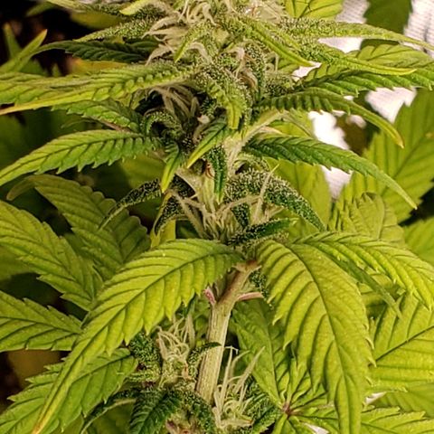 WW #1 Front growlog timeline photo