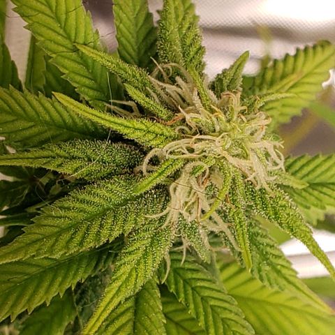 WW #1 Front growlog timeline photo