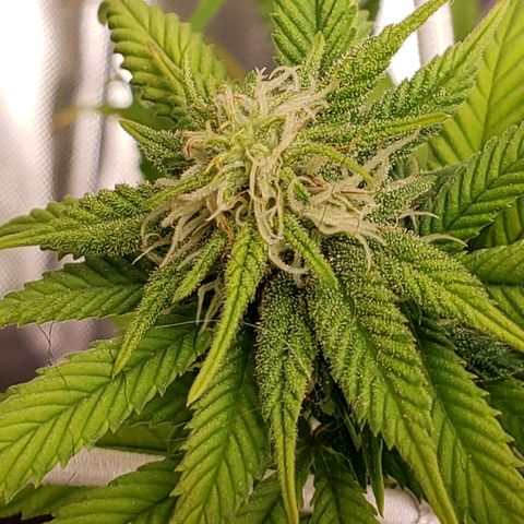 WW #1 Front growlog timeline photo
