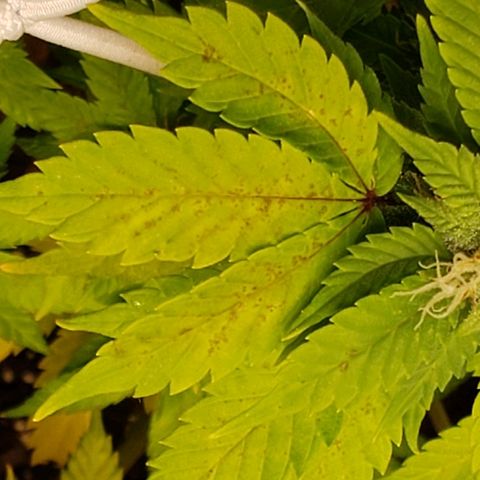WW #2 Back growlog photo: Possible manganese deficiency?