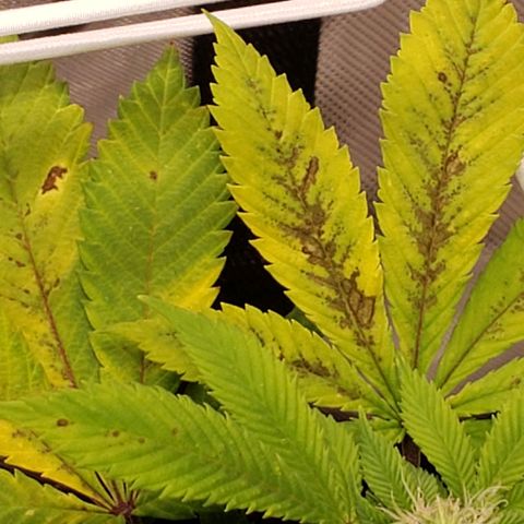 WW #2 Back growlog timeline photo