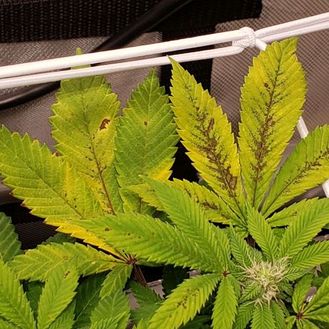 WW #2 Back growlog timeline photo