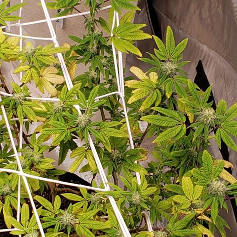 GG4 #1 Righty growlog timeline photo