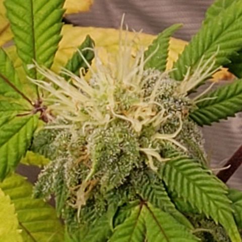GG4 #1 Righty growlog timeline photo