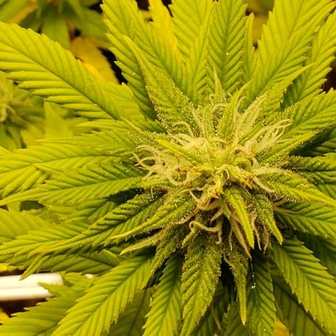 WW #1 Front growlog timeline photo