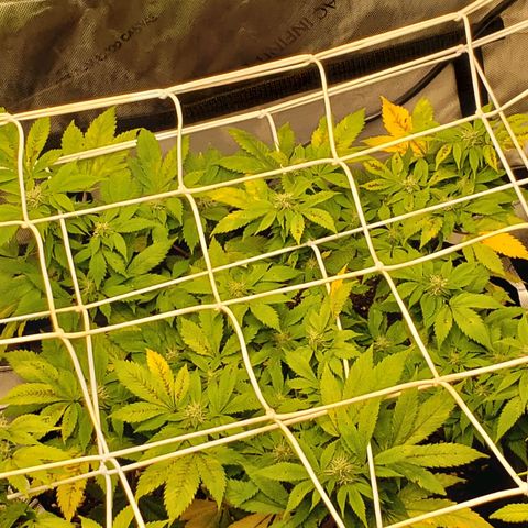 WW #2 Back growlog timeline photo