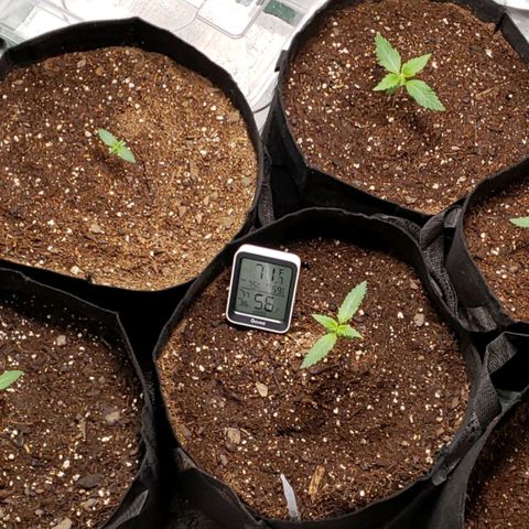 GSCE 4 Righty growlog timeline photo