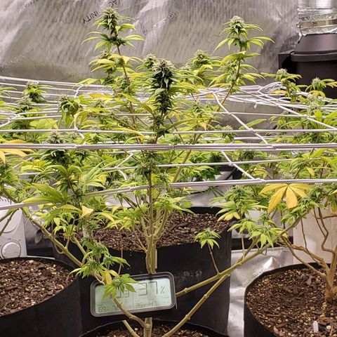 WW #1 Front growlog timeline photo