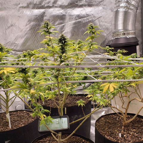 WW #1 Front growlog timeline photo
