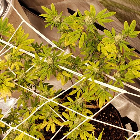 GG4 #1 Righty growlog timeline photo