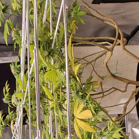 GG4 #1 Righty growlog timeline photo