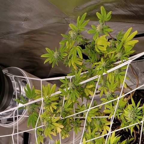 GG4 #1 Righty growlog timeline photo