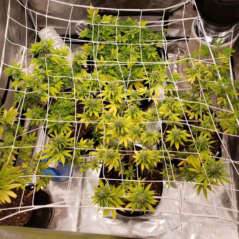 GSCE 4 Righty growlog timeline photo