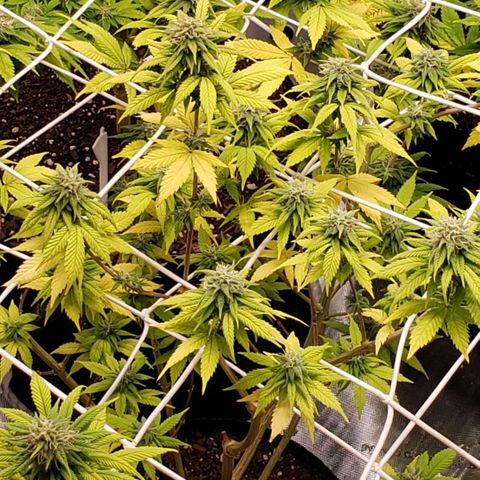 WW #1 Front growlog timeline photo