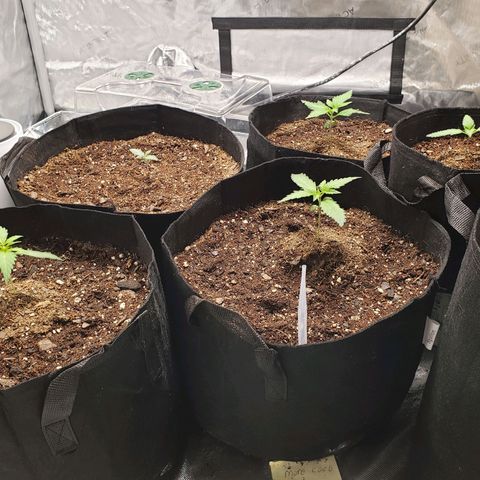 GSCE 4 Righty growlog timeline photo