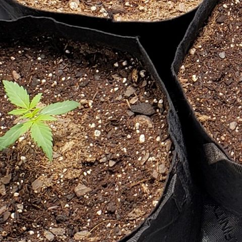 GSCE 1 Front growlog timeline photo