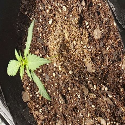 GSCE 1 Front growlog timeline photo