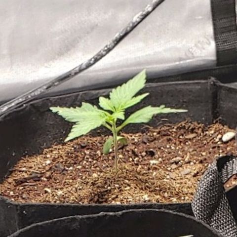 GSCE 2 Back growlog timeline photo