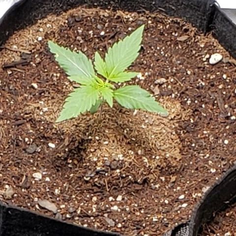 GSCE 2 Back growlog timeline photo