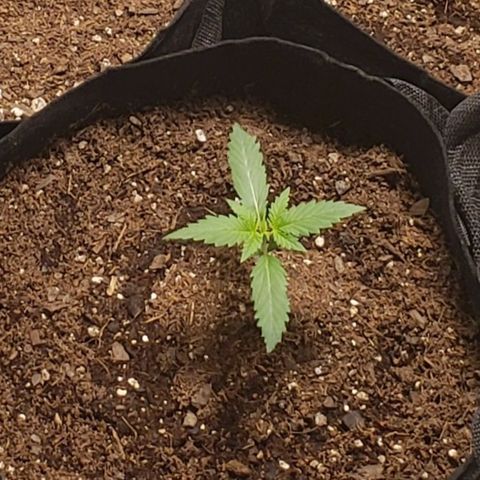 GSCE 4 Righty growlog timeline photo