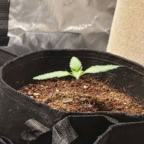 GSCE 5 Stumpy far Left growlog timeline photo